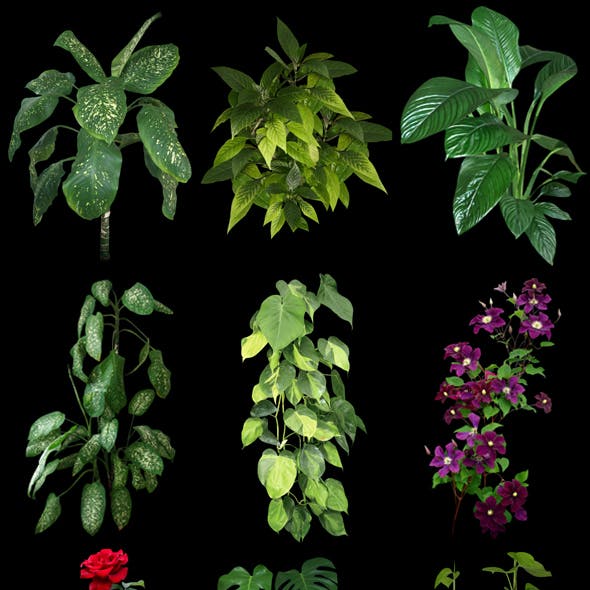 Plants for 3D scenes