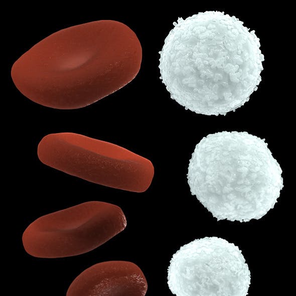 Red and White Blood Cells, High and Low Poly