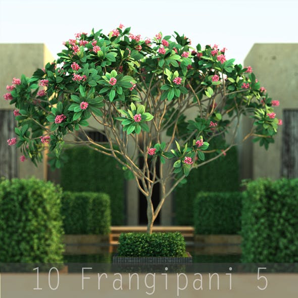 10 Frangipani 5