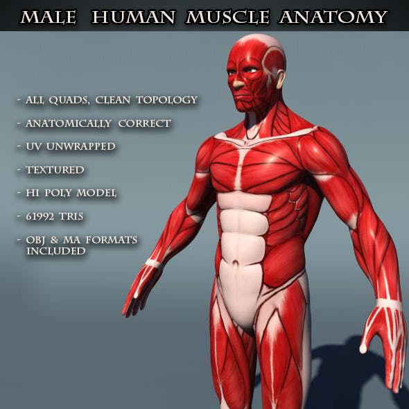 Human Male Muscle Anatomy