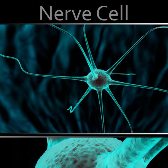 Nervce Cell 