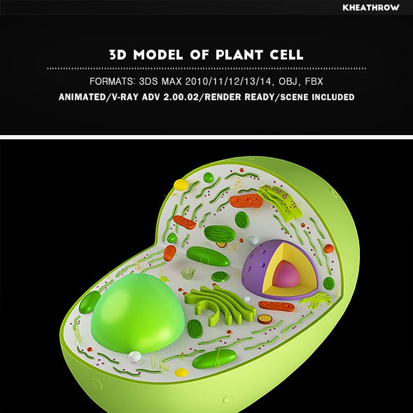 3D Model of Plant Cell