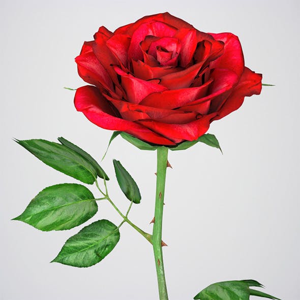 Realistic 3D Rose Flower