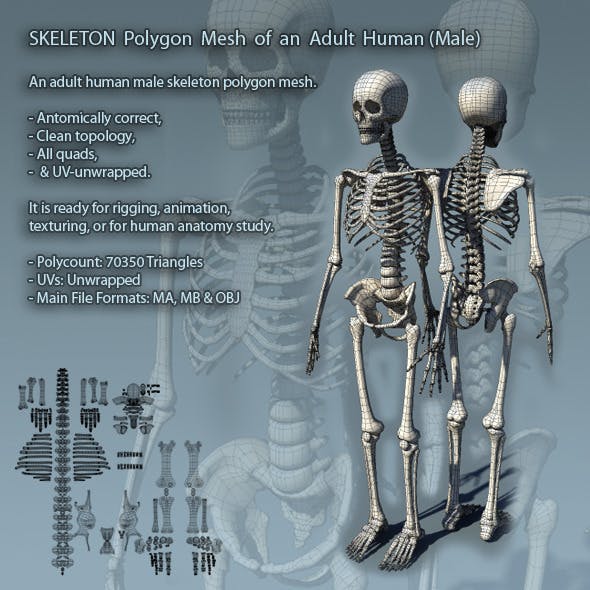 Skeleton Polygon Mesh of Adult Male Human