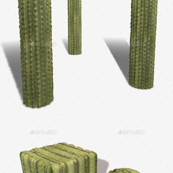 Green Cactus Seamless Texture